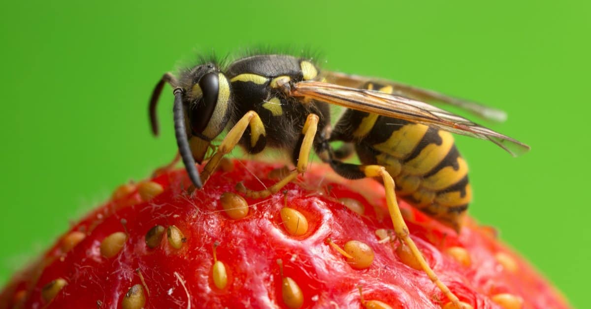 Yellow Jacket Removal In Texas Yellow Jackets Vs. Other Wasps