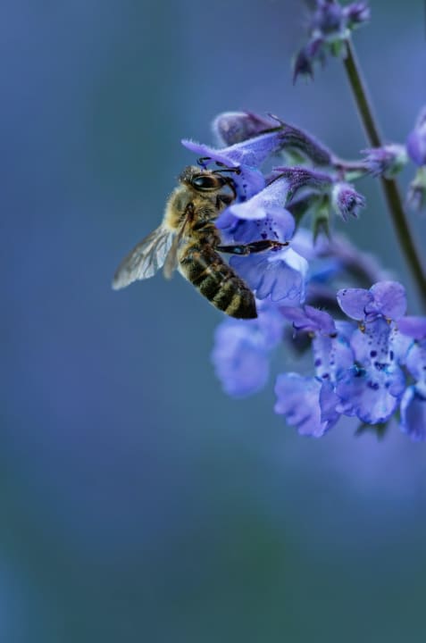 Honey bees temperature