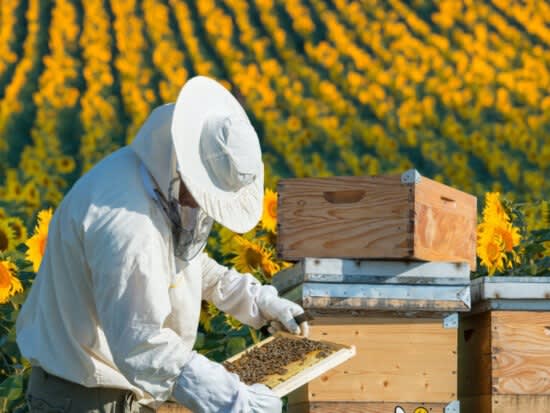 Beekeeper