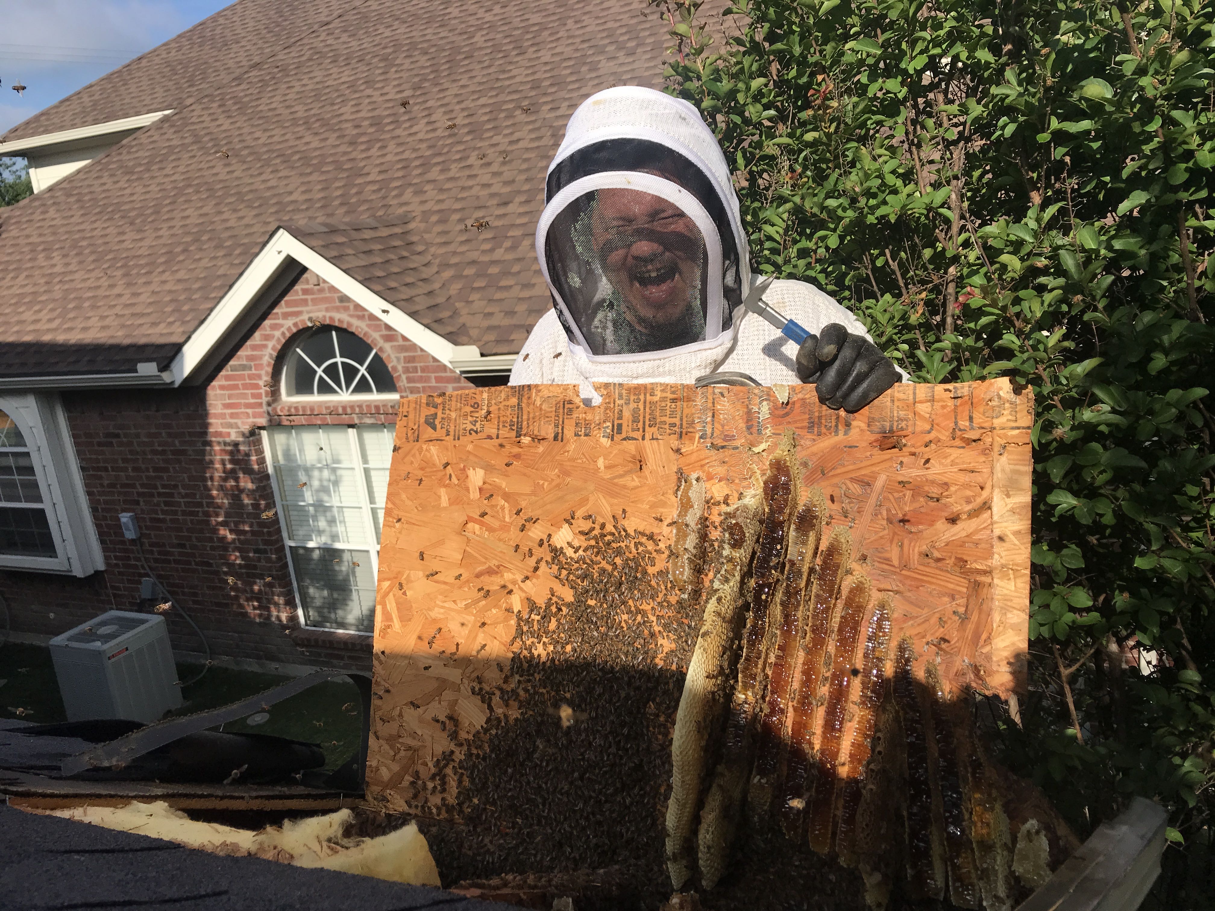 Bee Removal