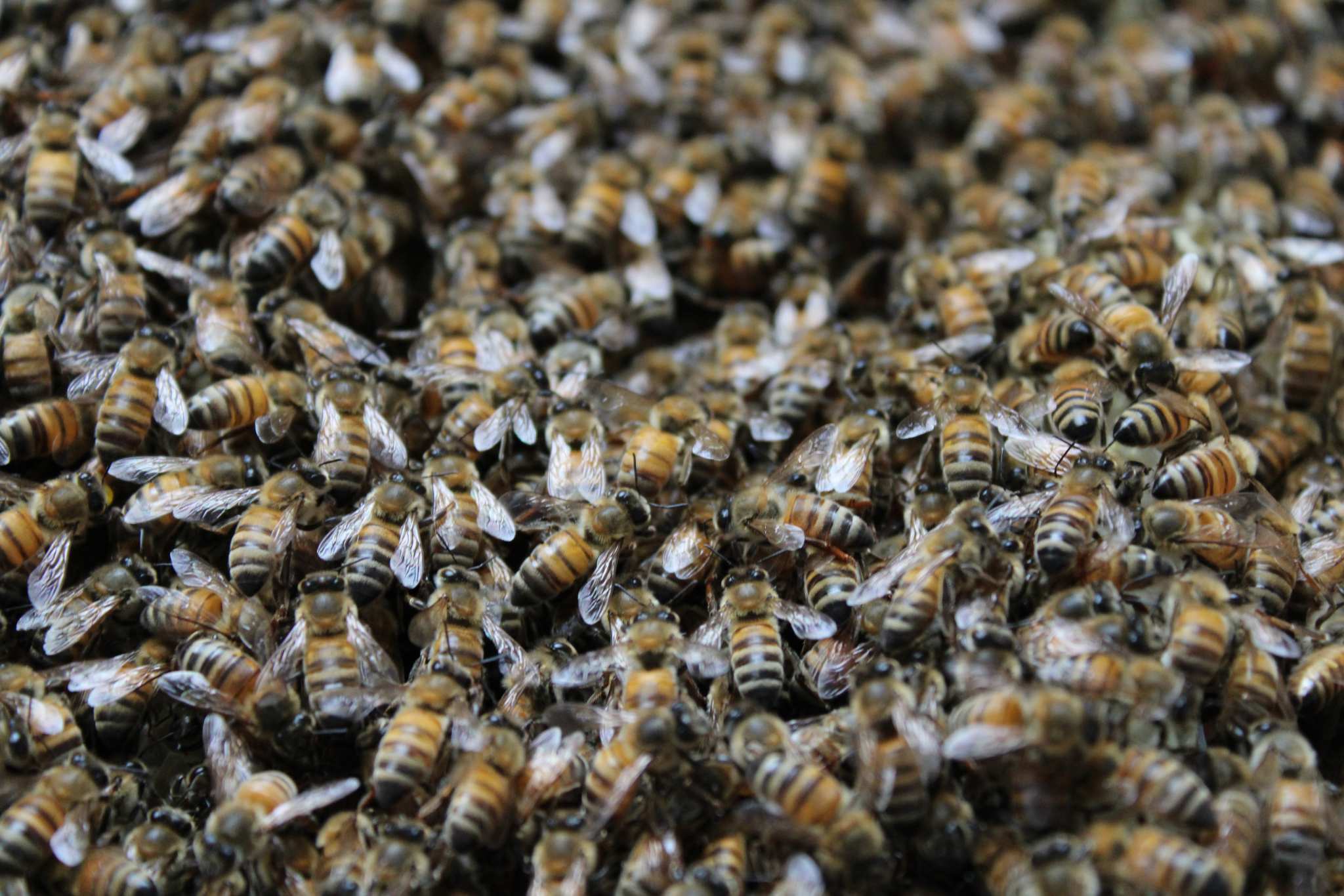 bee removal bee removal