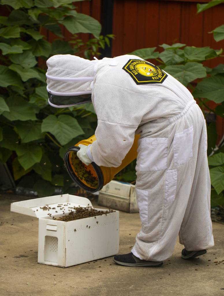 Bee removal specialist on Dallas TX