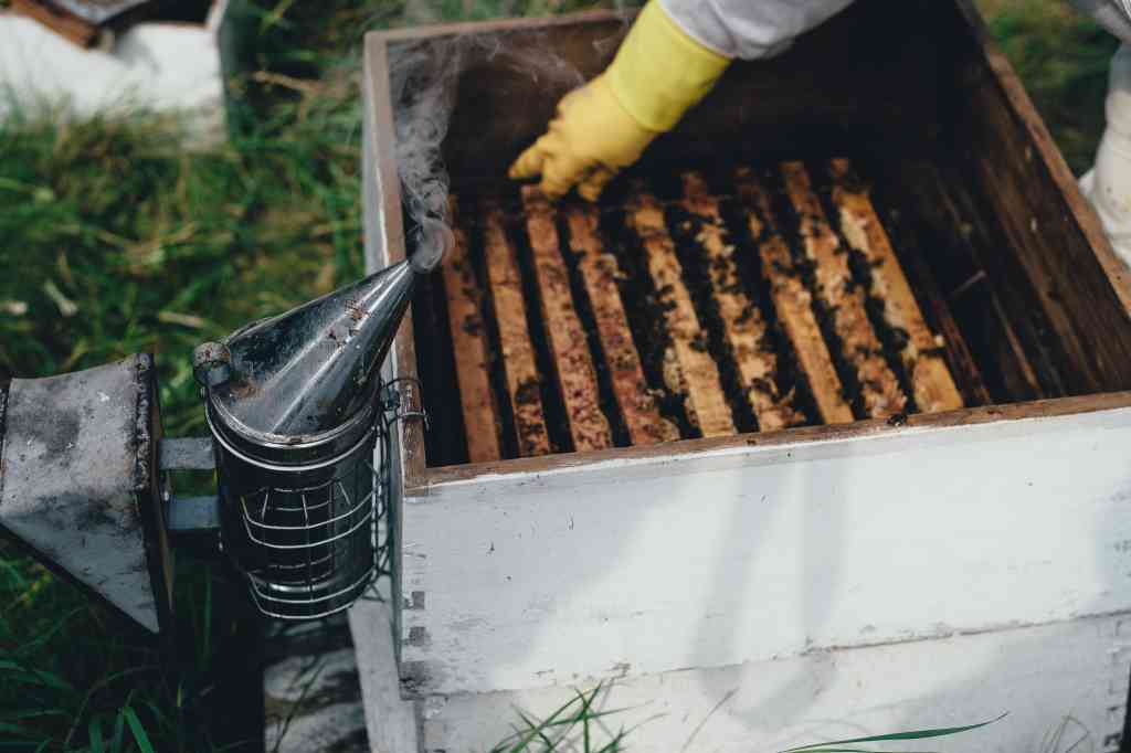 wasp removal