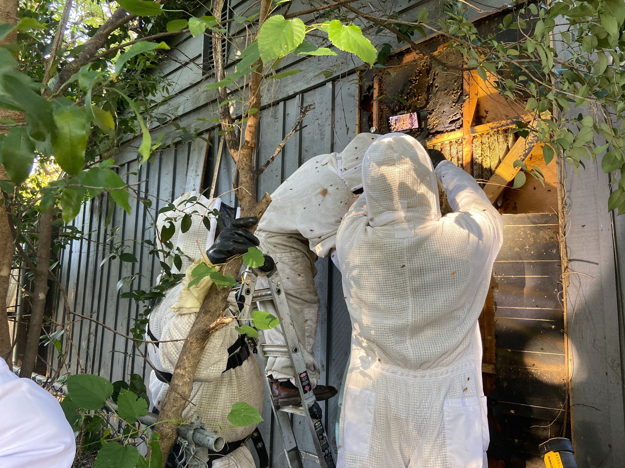 Beekeepers Removing Bees