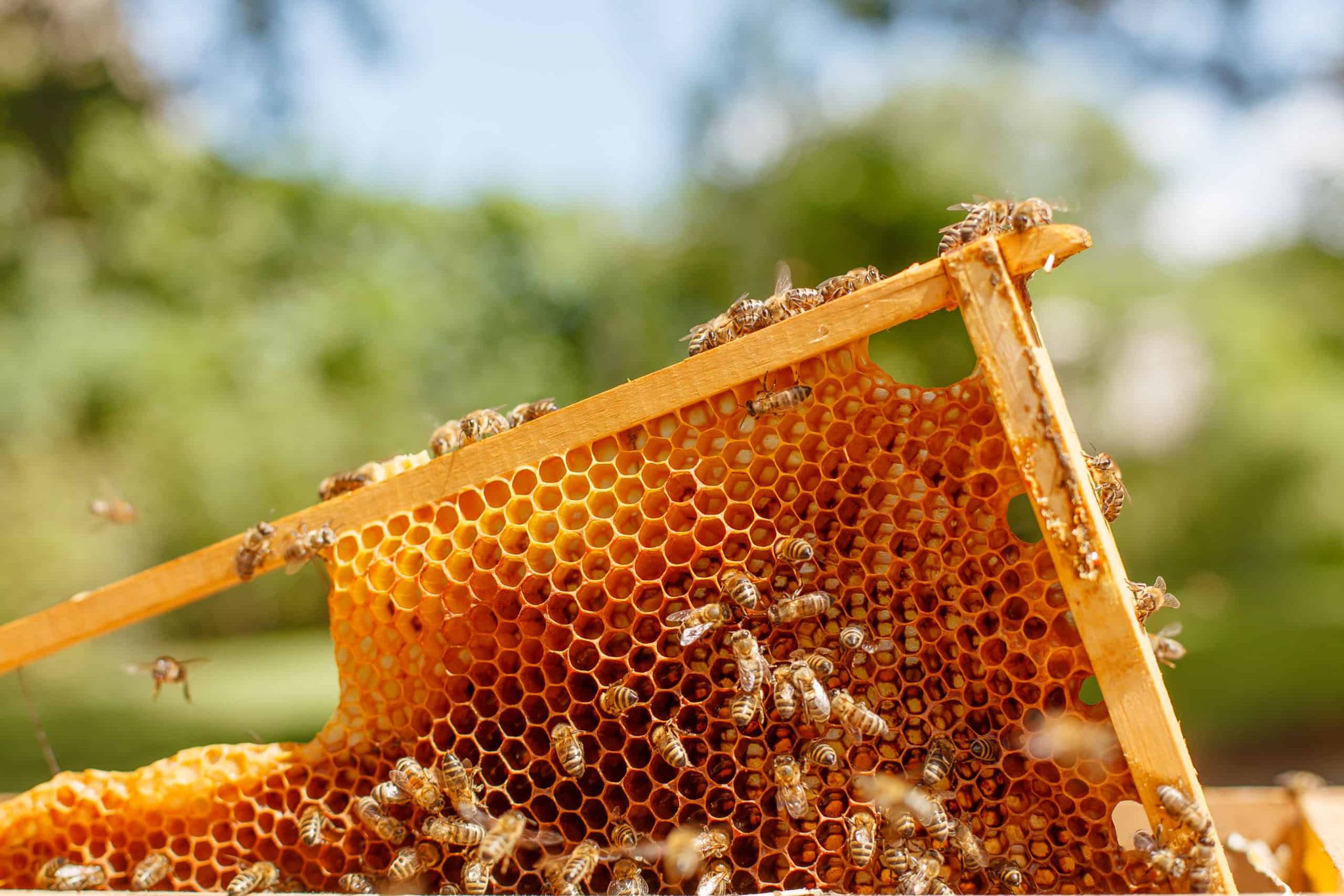 Wasp Nest Removal