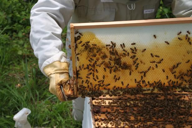 Eco-Friendly Bee Hive Removal