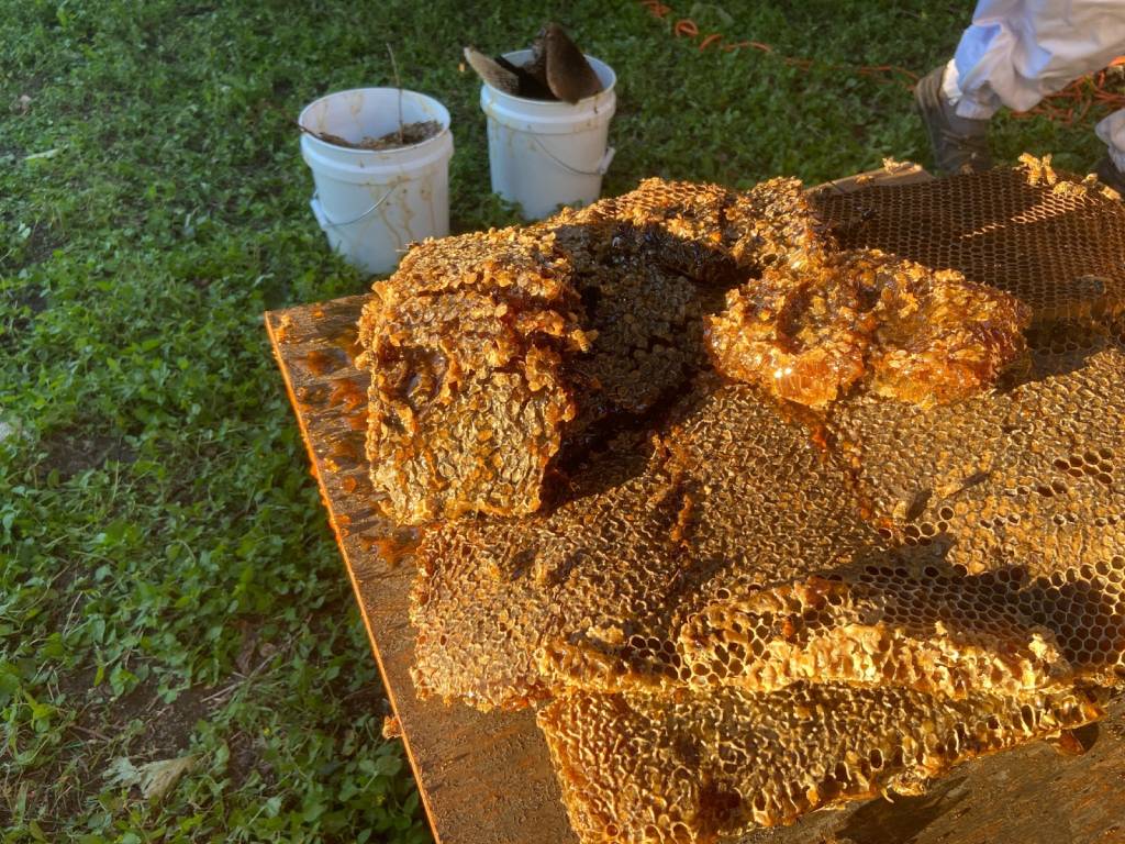 natural honey bee hives