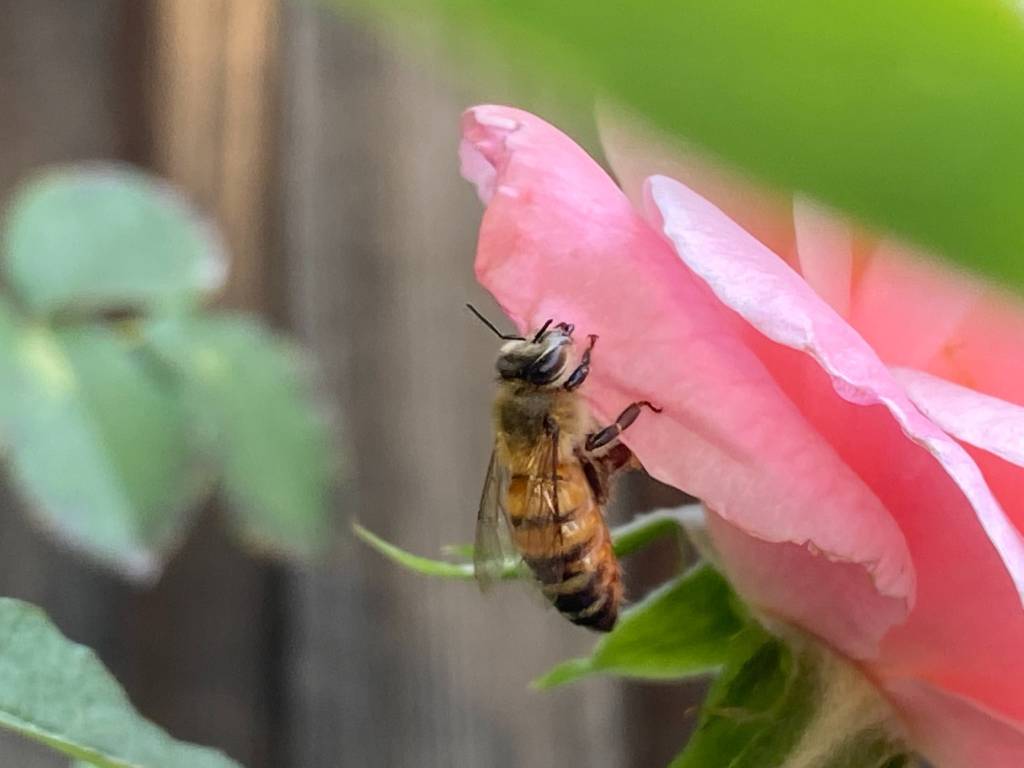 Bee on a flower