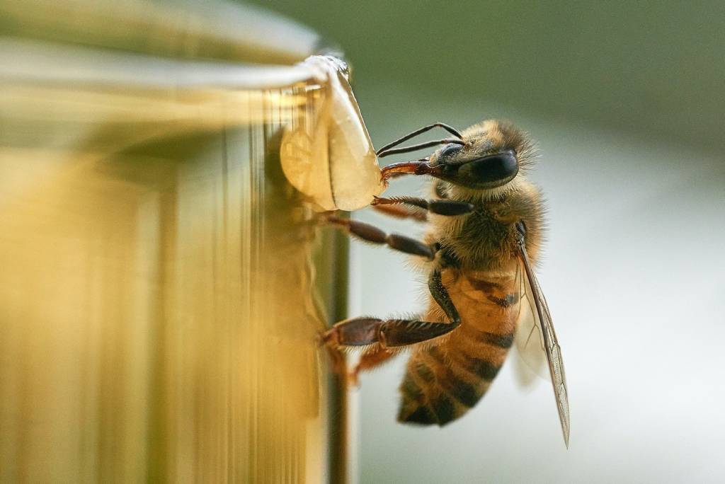 Do bees eat honey