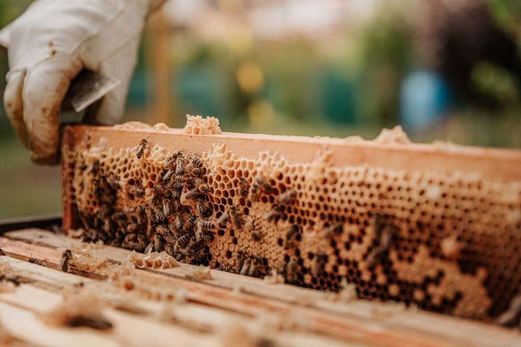 Bee Removal Garland