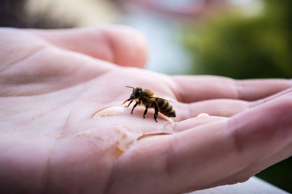 Bees drinking water