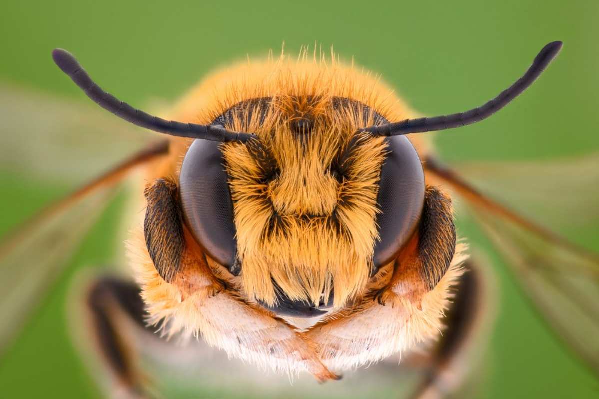 Bee identification