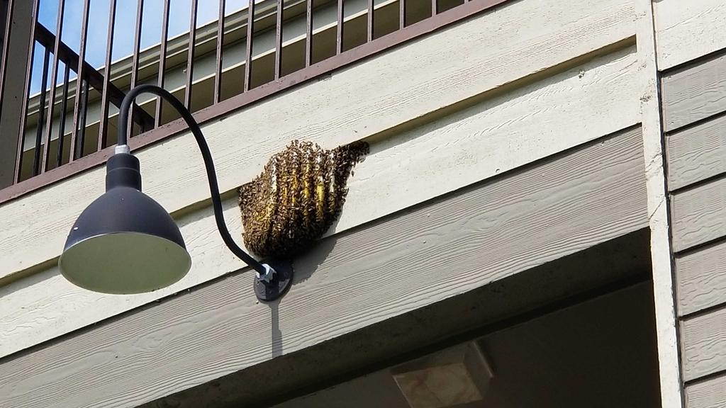 Bee Removal in Carrollton