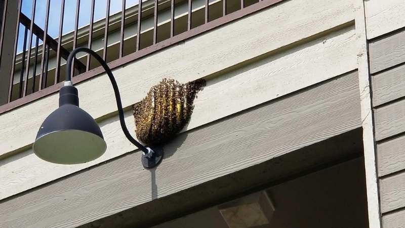 Bee Removal in New Braunfels