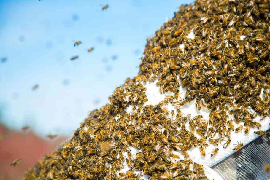 Quickly and Affordably Remove Bee Problem