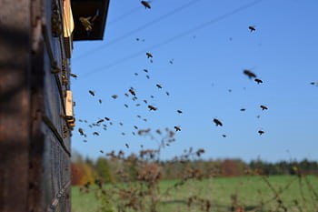 Bee Removal Denton