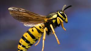 Wasp Removal in Phoenix