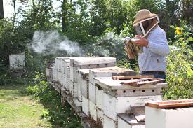 Bee Removal The Colony