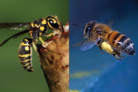 Bees and Wasp