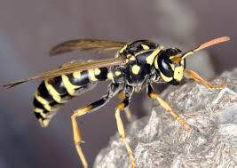 Wasp Removal Arlington