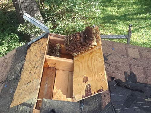 Beehive removal on Ridge Trail Street, San Antonio
