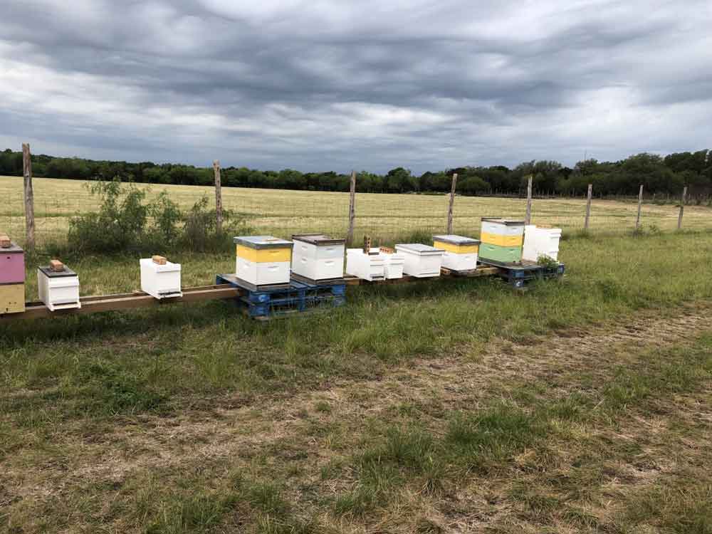 Professional Beekeeper Removing Bees