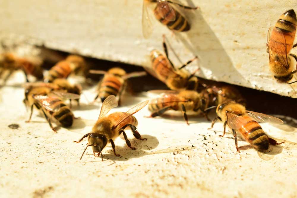 Texas Bee Species