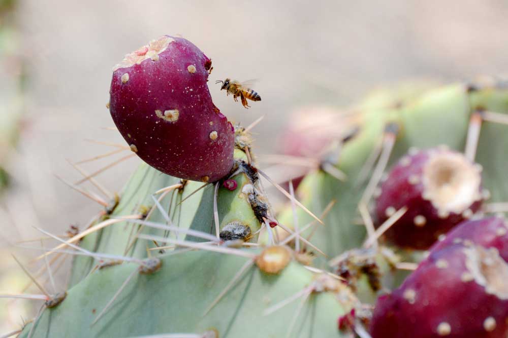 Killer Bees in Arizona