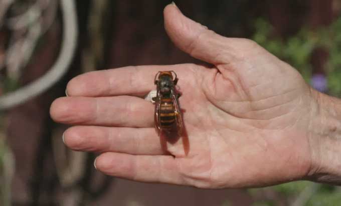 Murder Hornets Invasion