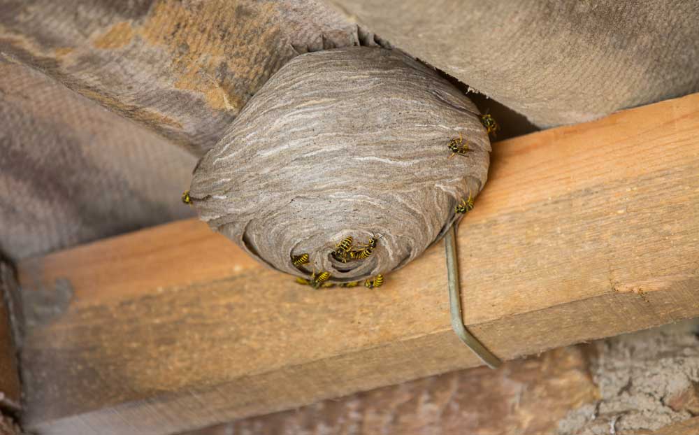 Wasp Nest Locations
