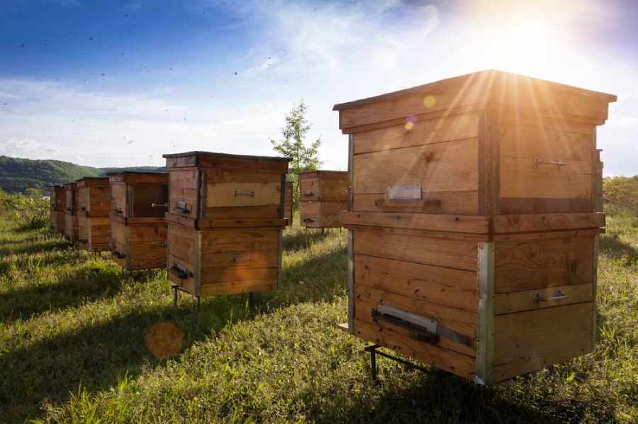 Bee Apiary and Beekeeping