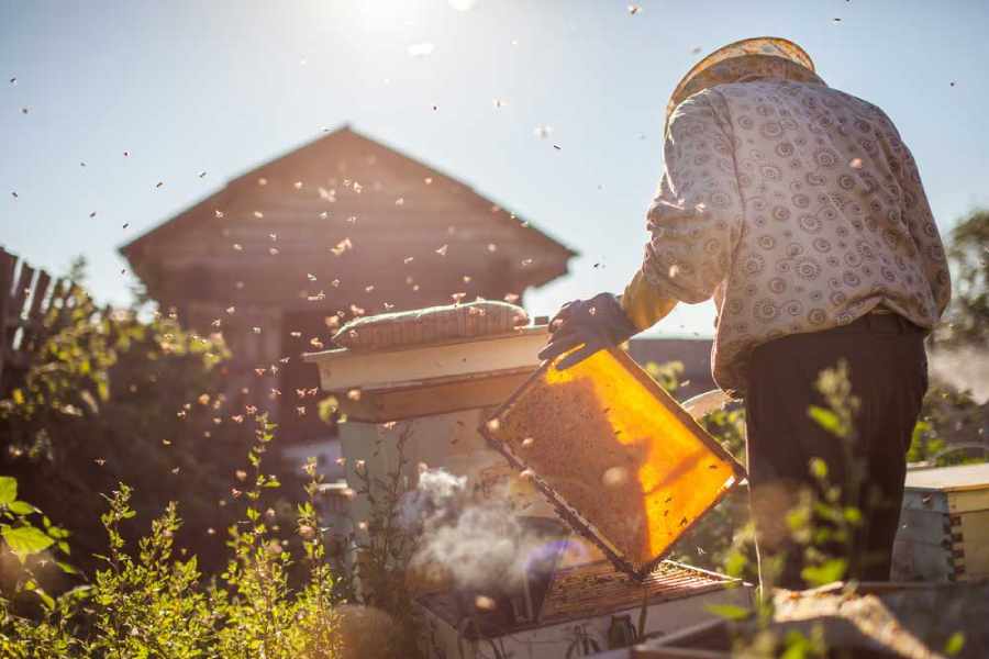 Beekeeping Process