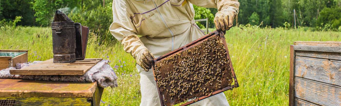 California Bee Decline