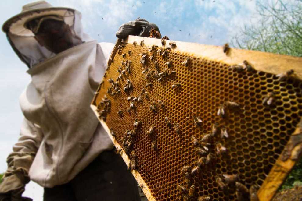 Mind Your Own Beeswax