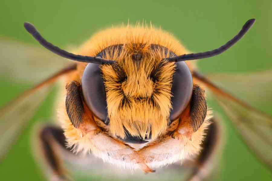 Bees vs Wasps Differences