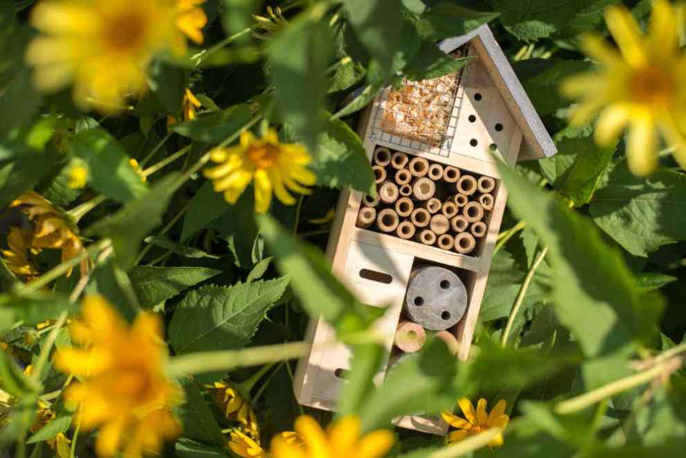 Bee Removal vs Extermination