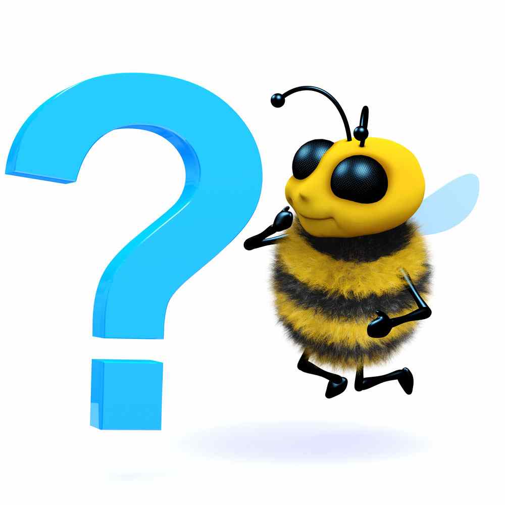 Bee Removal Company Questions