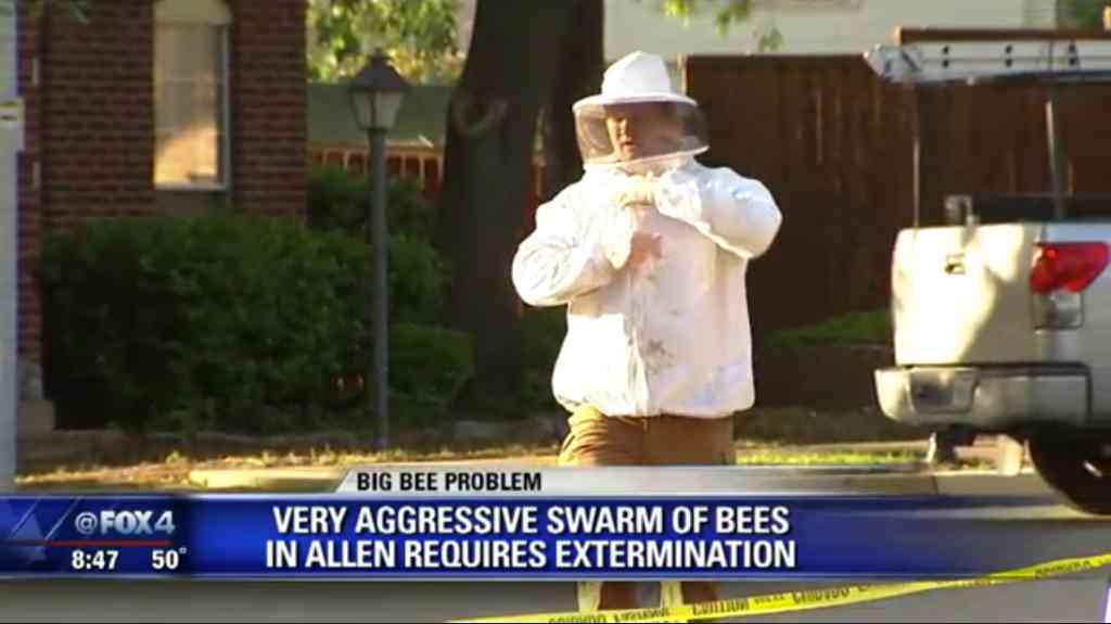 Killer Bee Removal in Allen