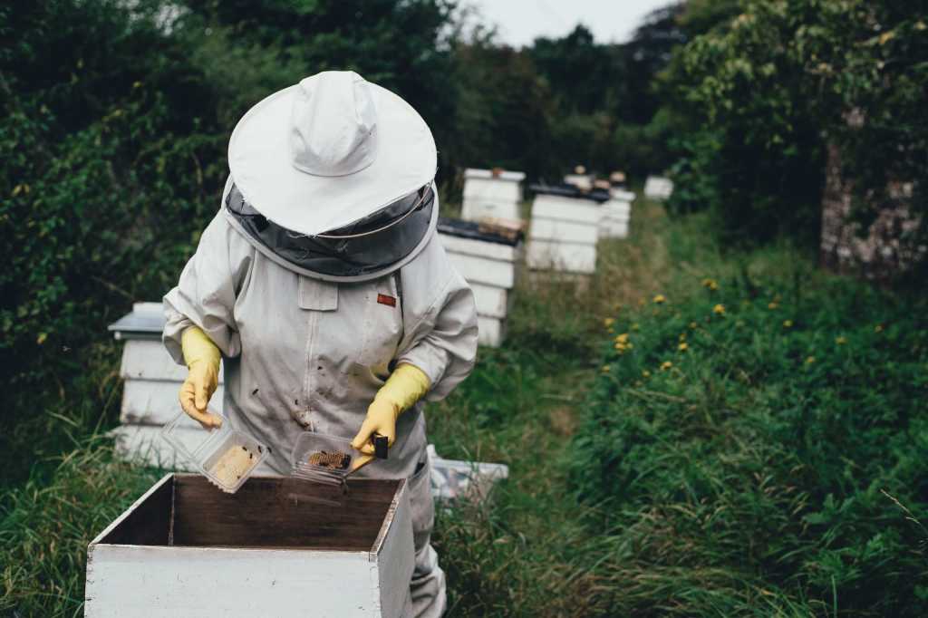 Professional bee removal in Alvarado