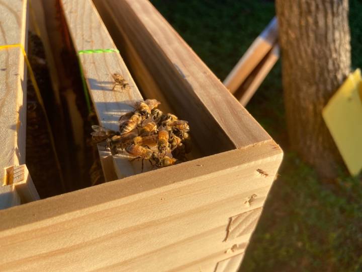 Bee removal conclusion