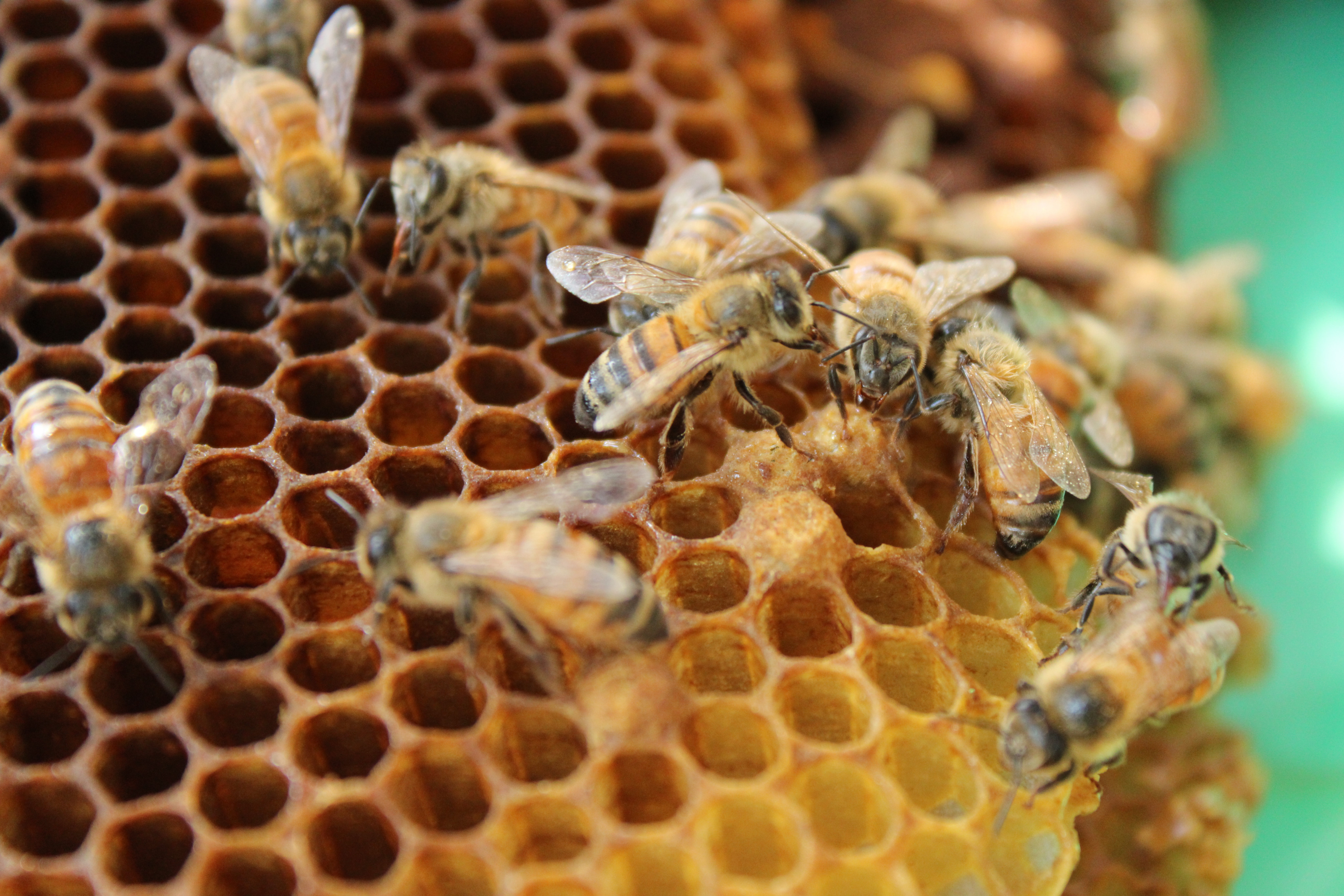 Honey bee waggle dance