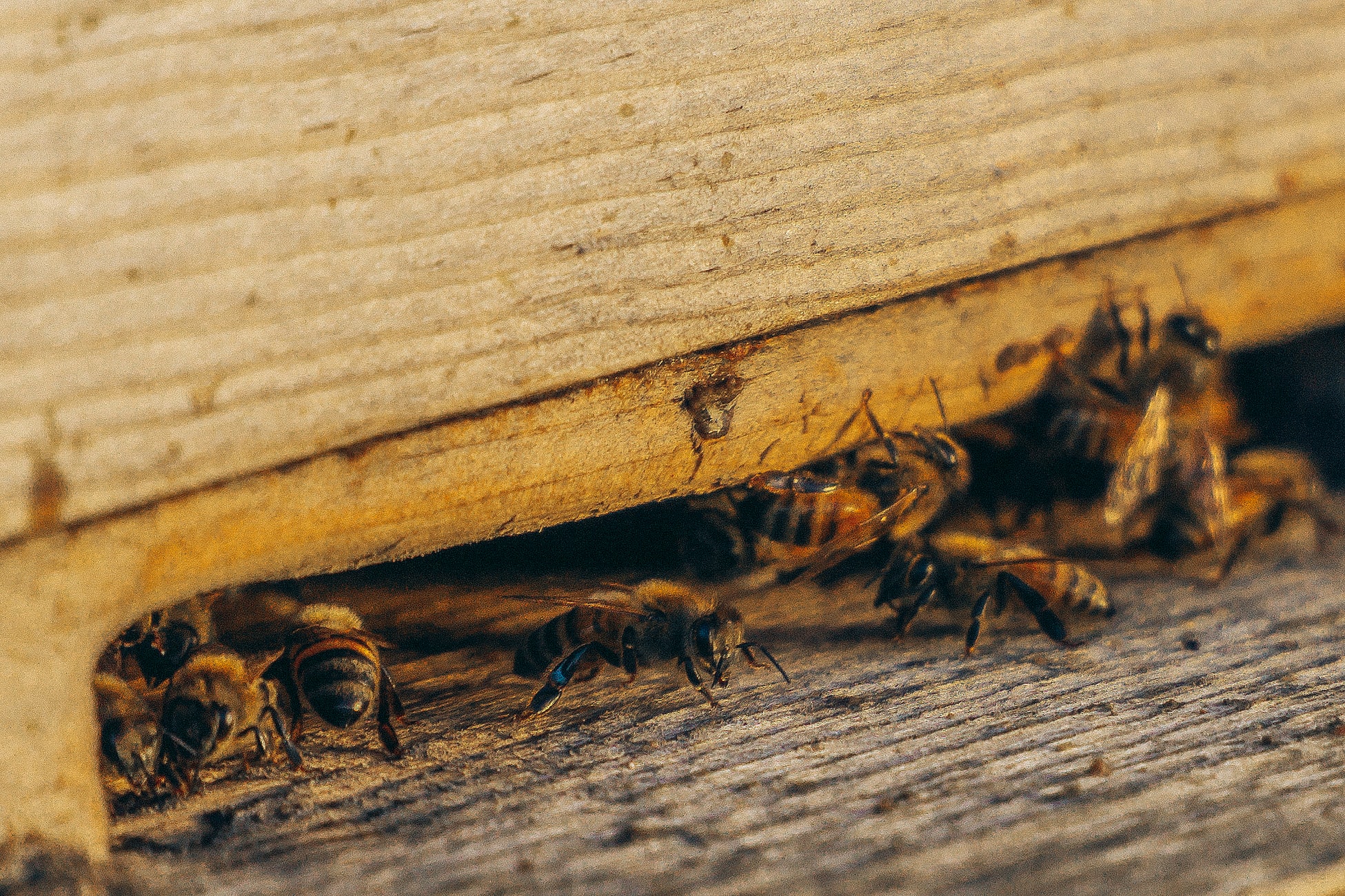 Pesticide killing bees texas