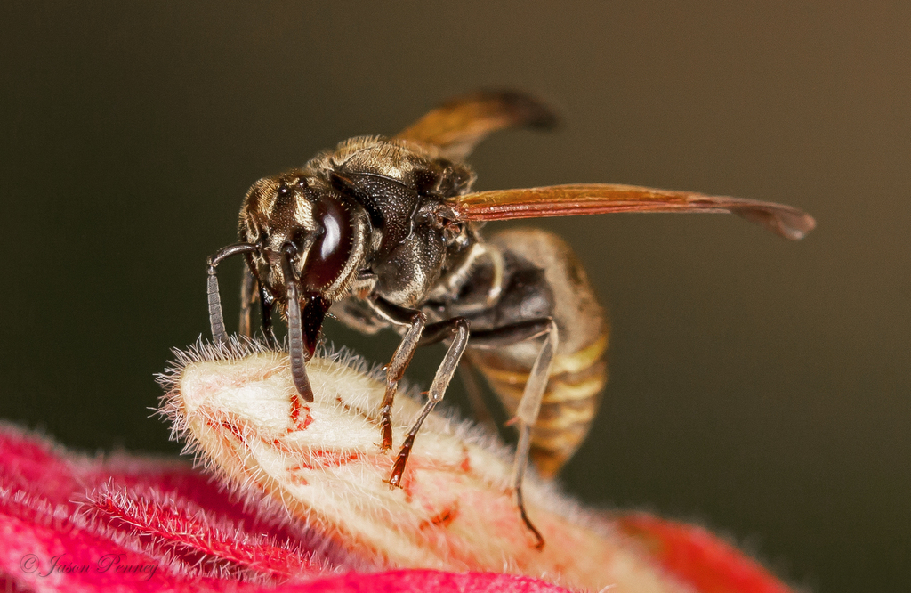 Mexican Honey Wasp Nest