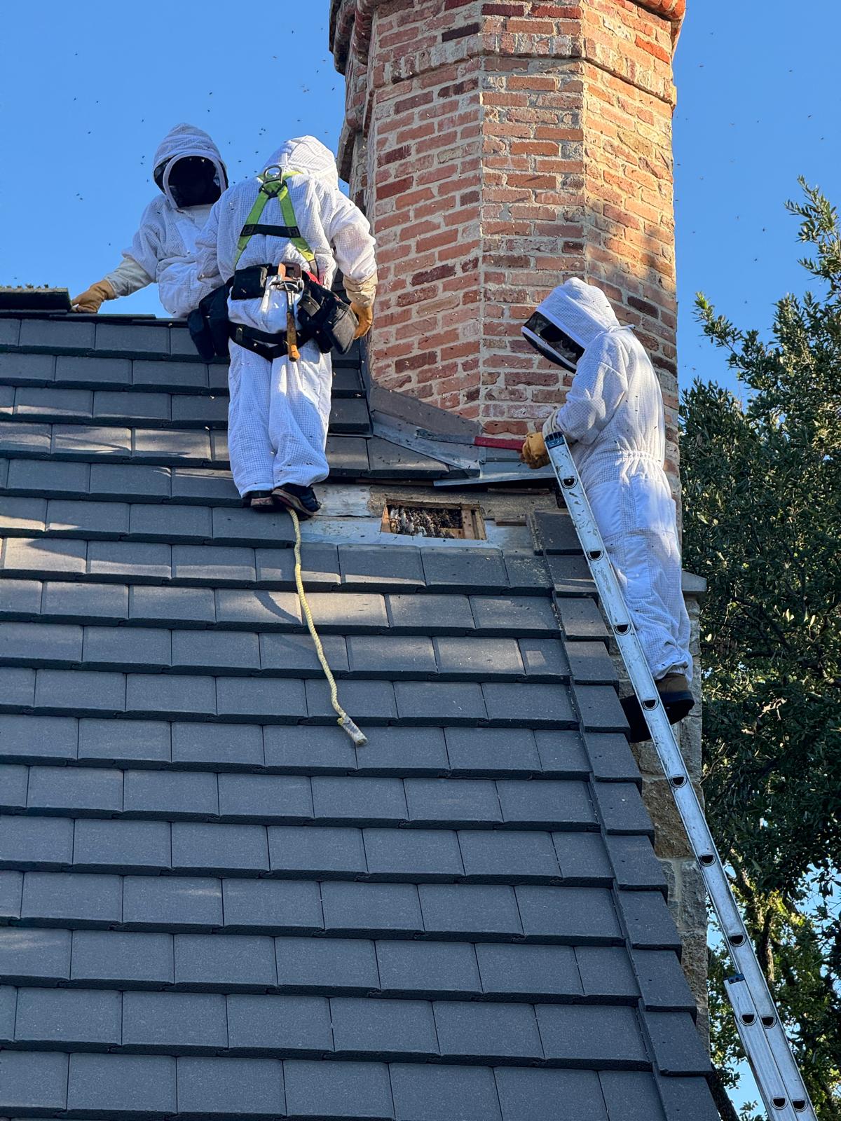 Two workers in protective suits removing bees from a roof.
