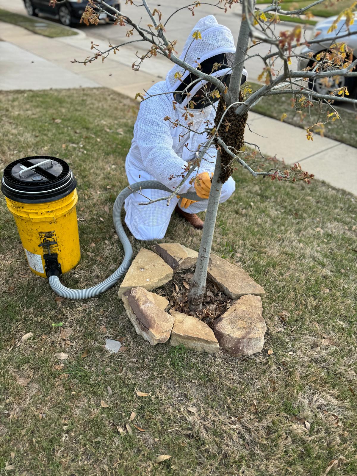 Beekeeper using vacuum to remove bees from tree.