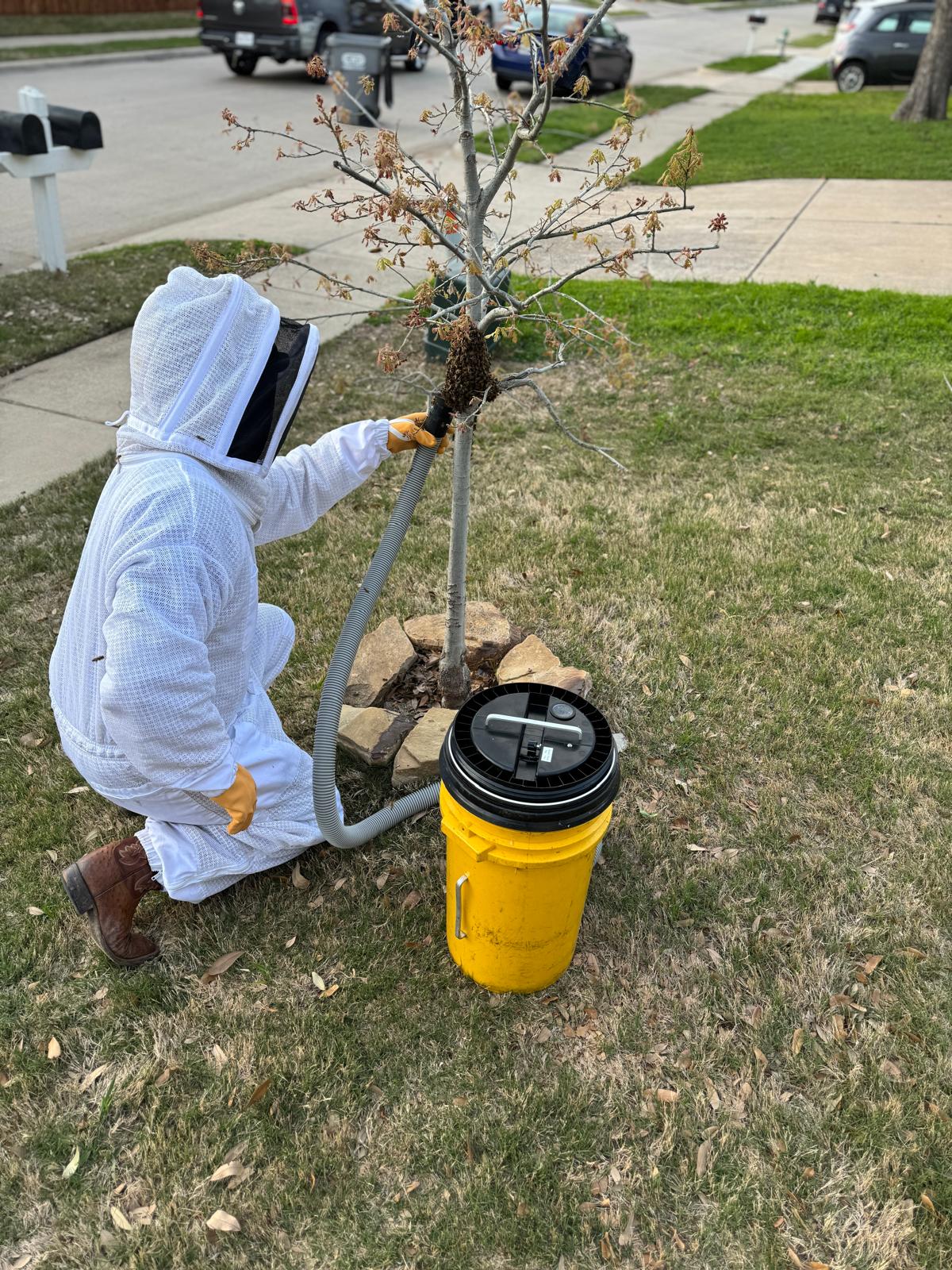 Beekeeper on ladder removing hive from tree.