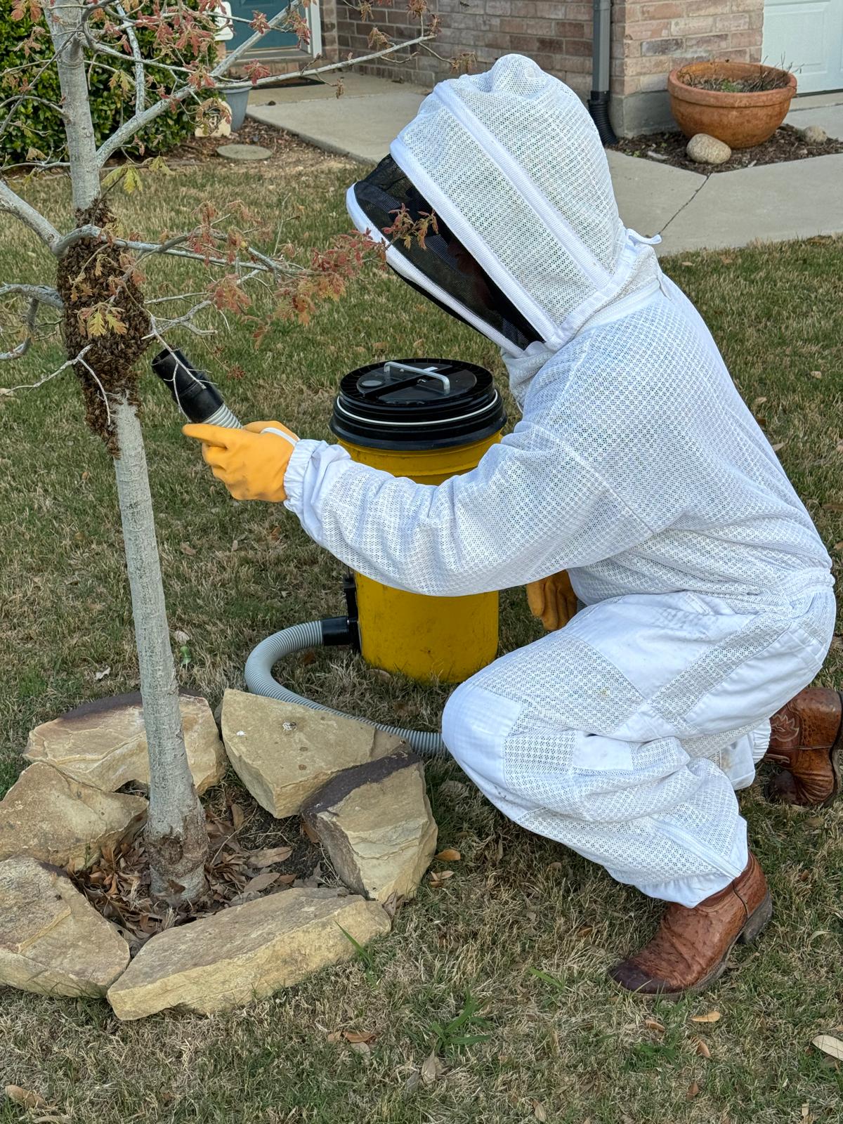 Beekeeper using a vacuum to remove bees from a tree.