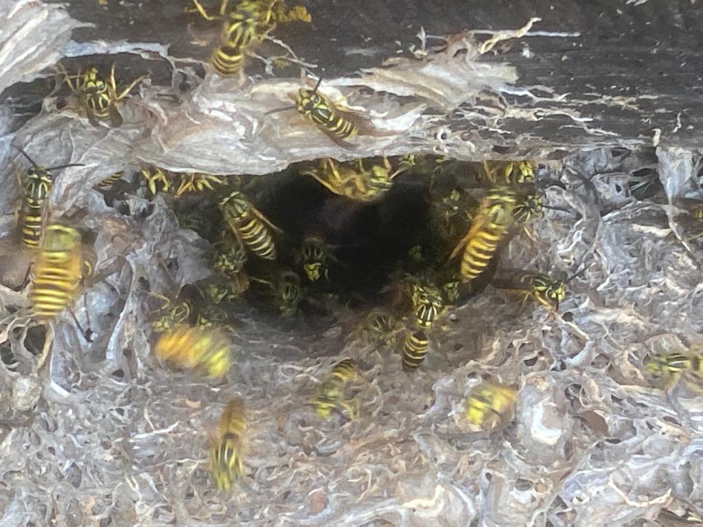Bee Removal Near Me