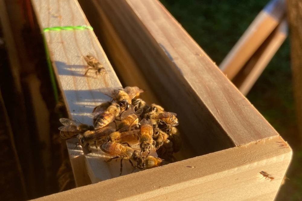 Honey Bees Dying at Increasing Rates