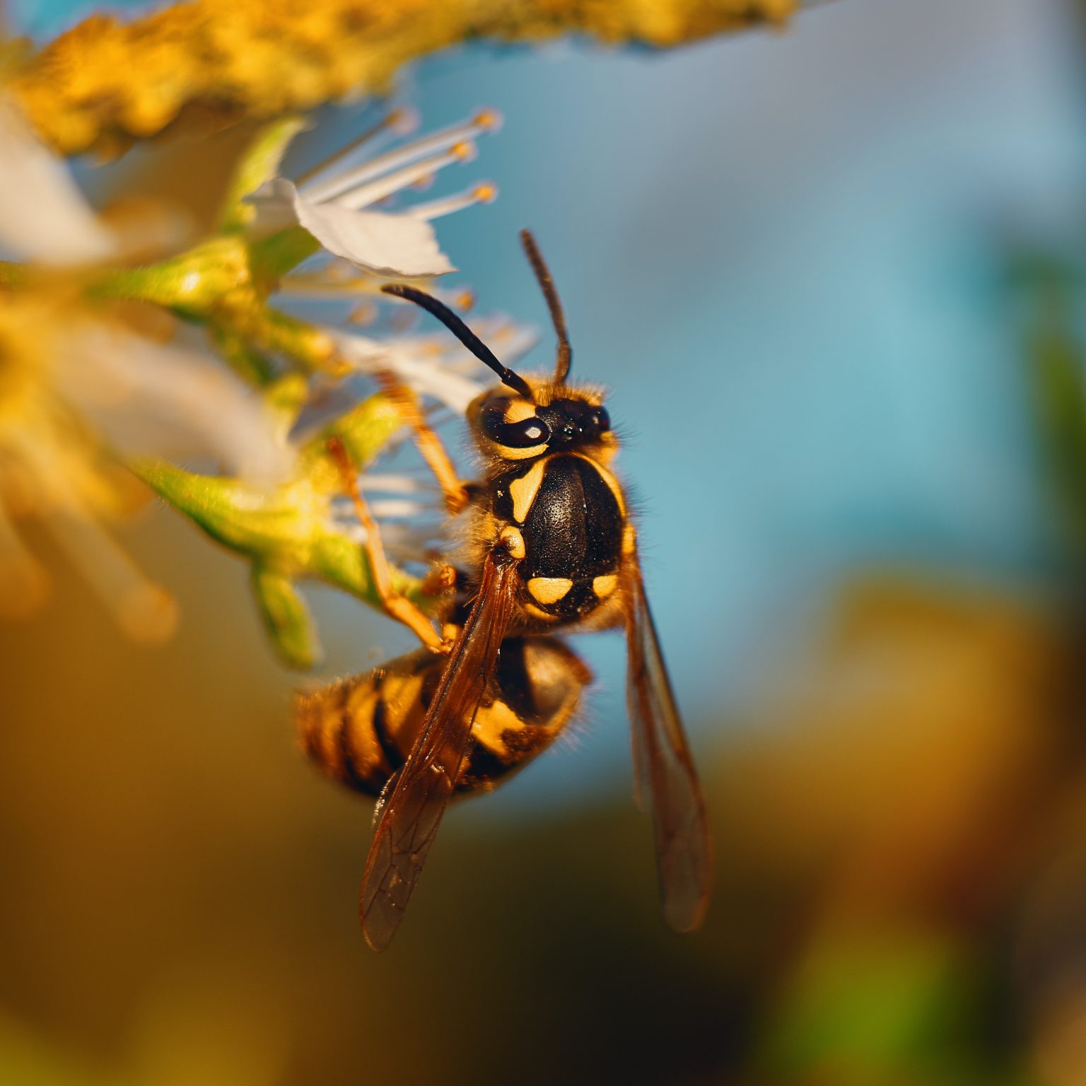The Benefits of Wasps